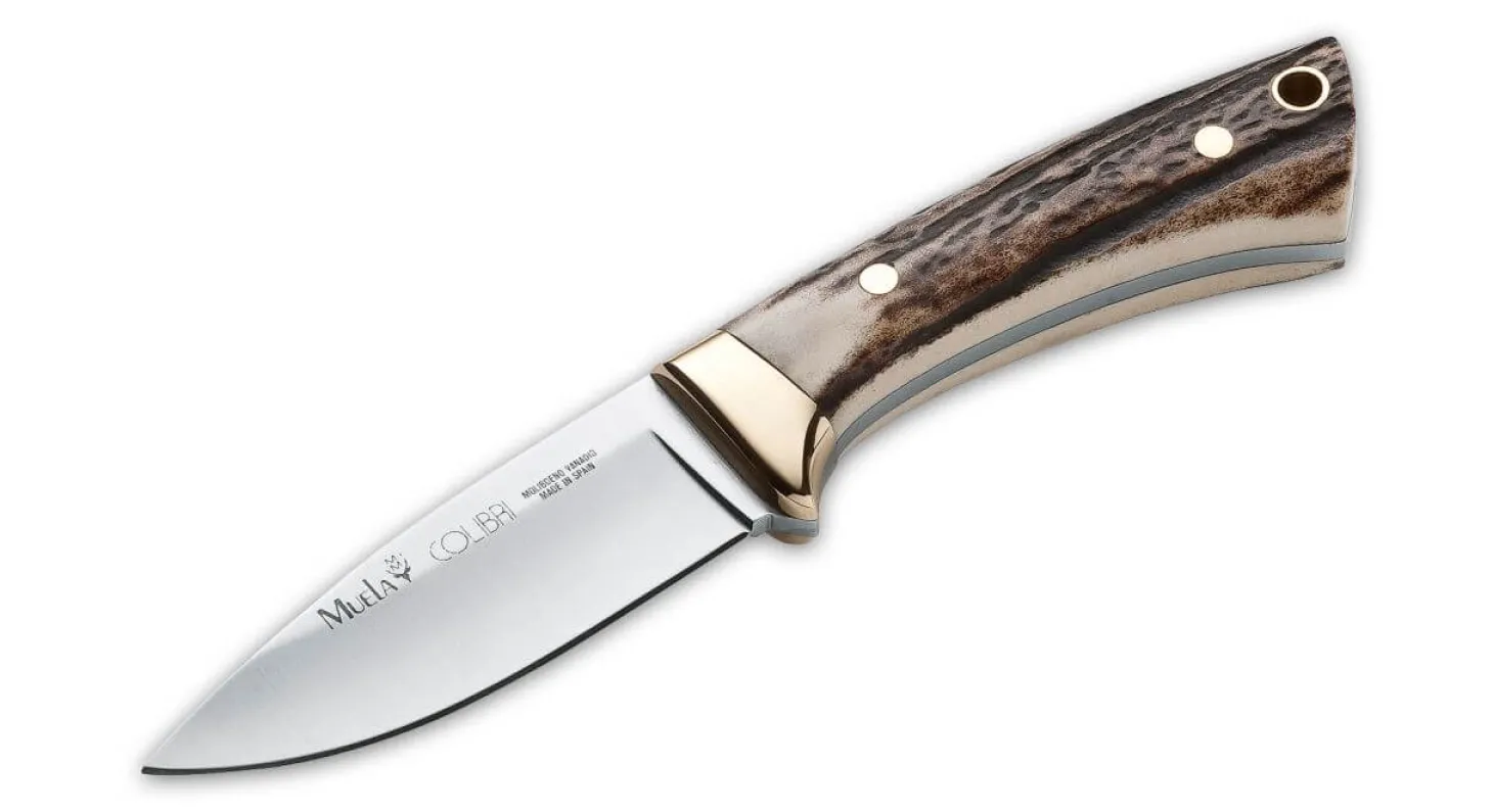 Colibri Stag